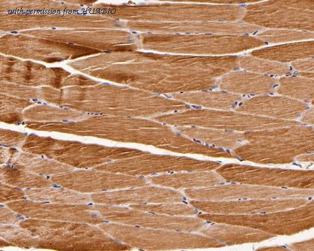 HUABIO 0407-9 image 2