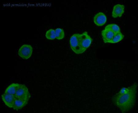 HUABIO 0807-10 image 2