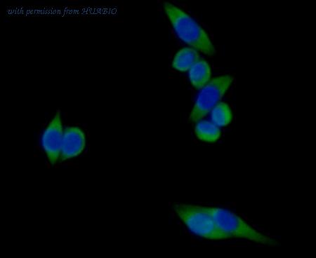 HUABIO 0807-10 image 3