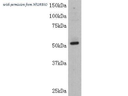 HUABIO 0807-4 image 1