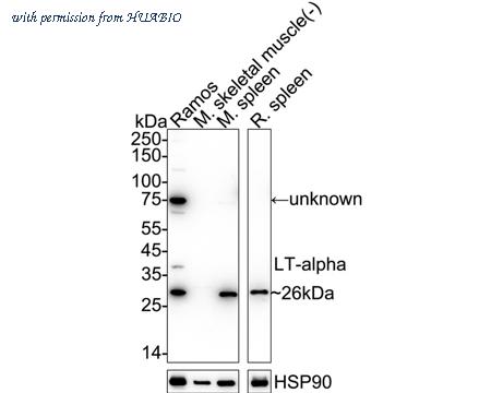 HUABIO 0807-6 image 1