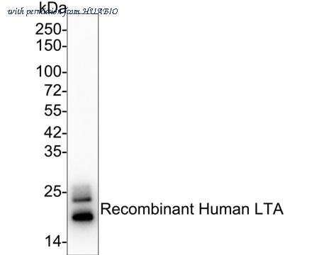 HUABIO 0807-6 image 2