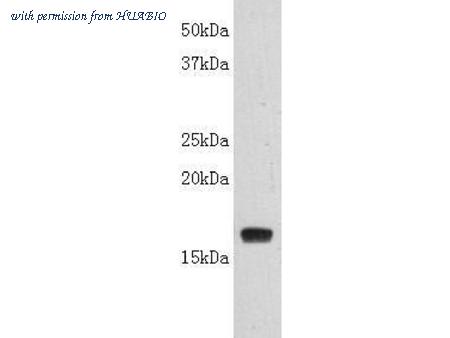 HUABIO 0807-6 image 3