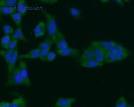 HUABIO 0807-7 image 3