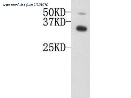 HUABIO 0809-6 image 1