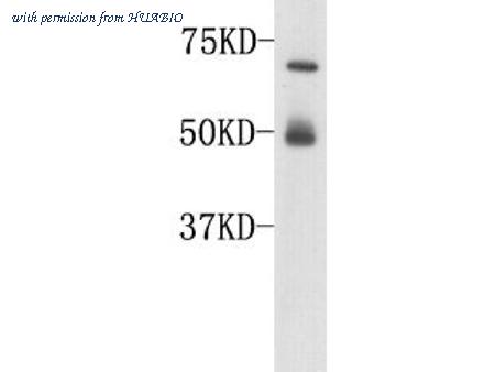 HUABIO 0809-8 image 1