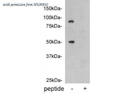 HUABIO 0812-6 image 1