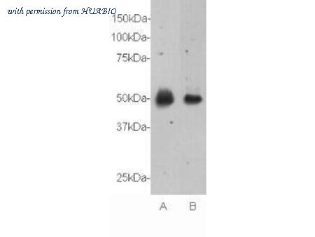 HUABIO 0902-7 image 1