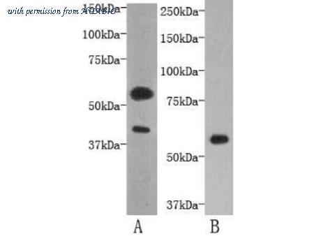 HUABIO 0903-2 image 1