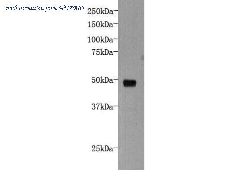 HUABIO 0905-2 image 1