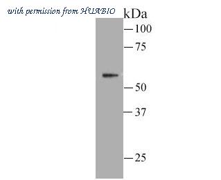 HUABIO 0905-3 image 1