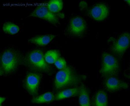 HUABIO 0905-3 image 2