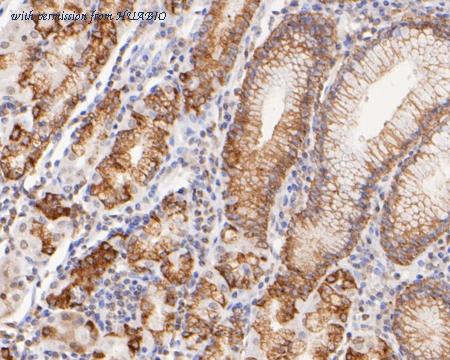 HUABIO 0905-4 image 3