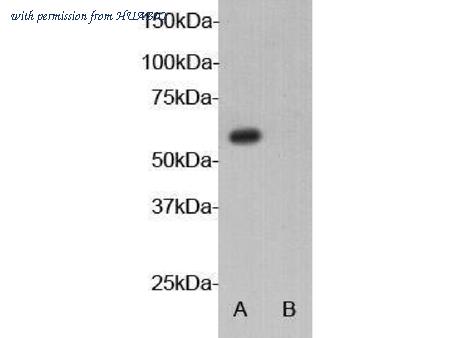 HUABIO 0908-2 image 1