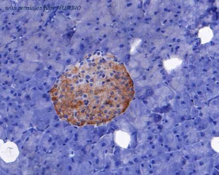 HUABIO 0908-2 image 3