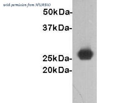 HUABIO 1003-8 image 2