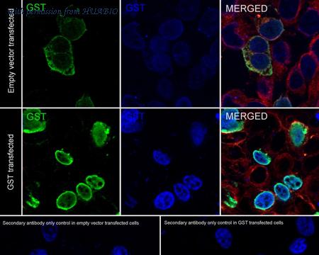HUABIO 1003-8 image 3