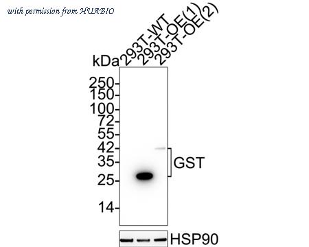 HUABIO 1006-3 image 1