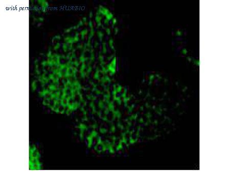 HUABIO 1007-5 image 2