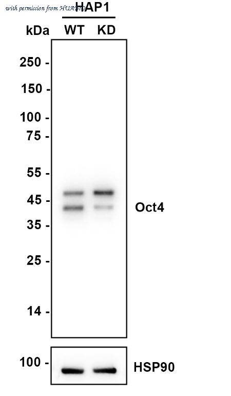 HUABIO EM100306 image 1