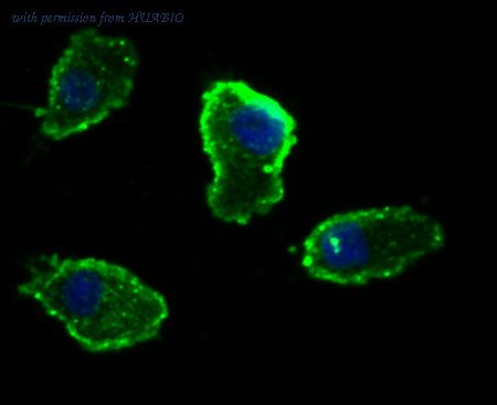 HUABIO EM1701-24 image 2