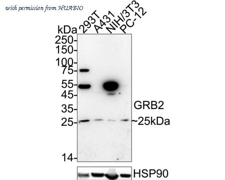 HUABIO EM1701-41 image 1