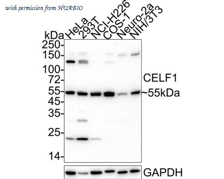 HUABIO EM1701-77 image 1