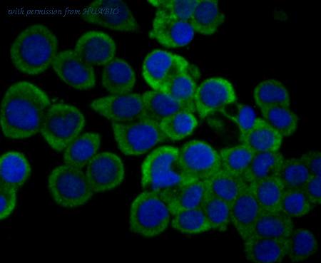 HUABIO EM1701-79 image 3