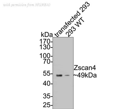 HUABIO EM1701-85 image 1