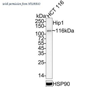 HUABIO EM1901-04 image 1