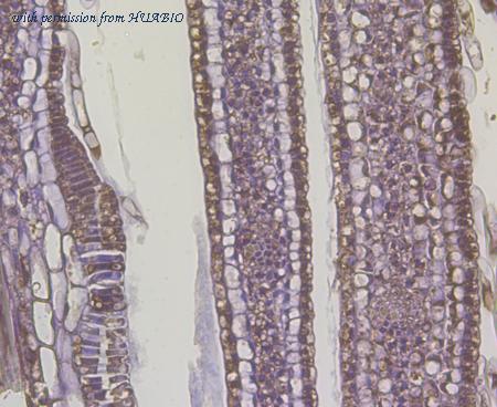 HUABIO EM1901-05 image 2