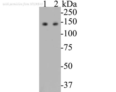 HUABIO EM1901-47 image 1
