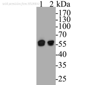 HUABIO EM1901-48 image 1