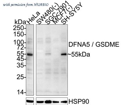 HUABIO EM1901-49 image 1