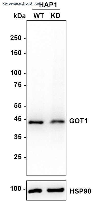 HUABIO EM1901-50 image 1