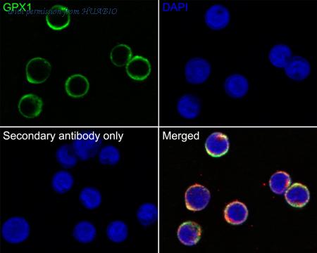 HUABIO EM1901-56 image 2