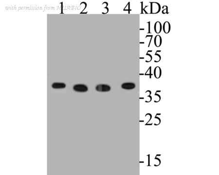 HUABIO EM1901-57 image 1