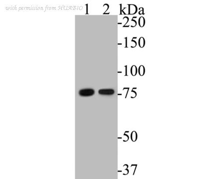 HUABIO EM1901-60 image 1