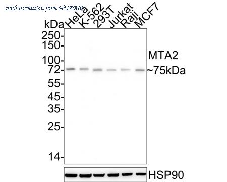 HUABIO EM1901-74 image 1