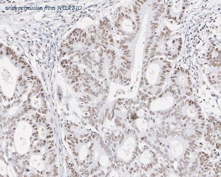 HUABIO EM1901-74 image 3