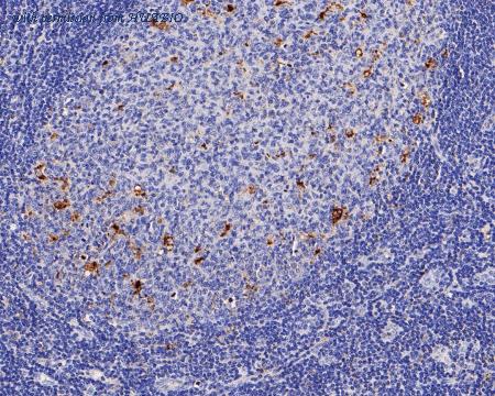 HUABIO EM1901-94 image 2