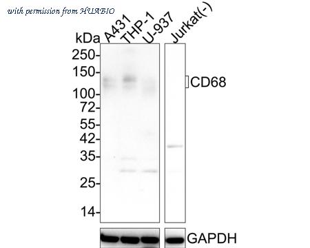 HUABIO EM1901-95 image 1
