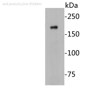 HUABIO EM1902-07 image 1