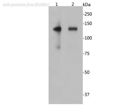 HUABIO EM1902-13 image 1