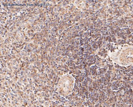 HUABIO EM1902-13 image 2