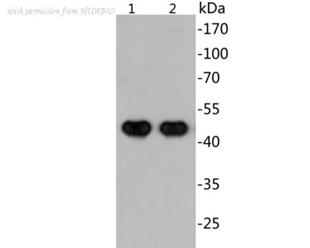 HUABIO EM1902-21 image 2