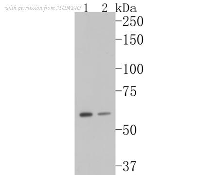 HUABIO EM1902-26 image 2