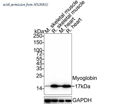 HUABIO EM1902-27 image 1
