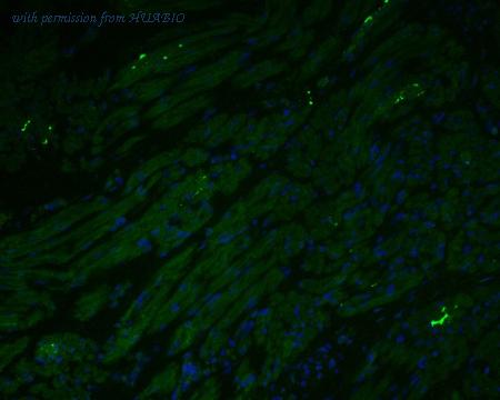 HUABIO EM1902-27 image 2