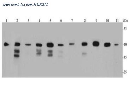 HUABIO EM20602 image 1